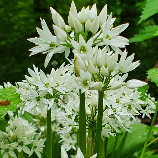 Blüte