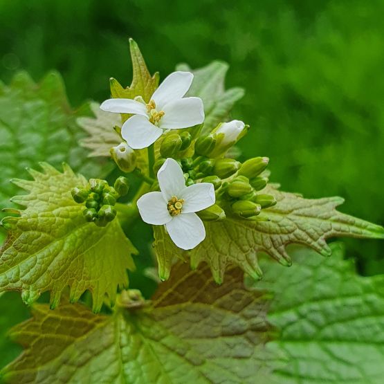 Knoblauchsrauke Blüte