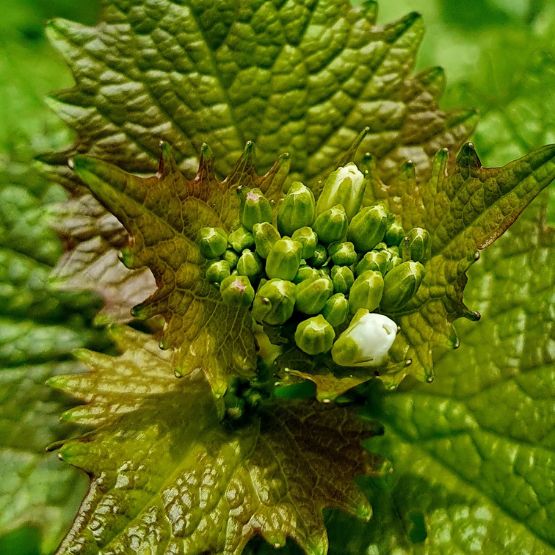 Knoblauchsrauke Blüte
