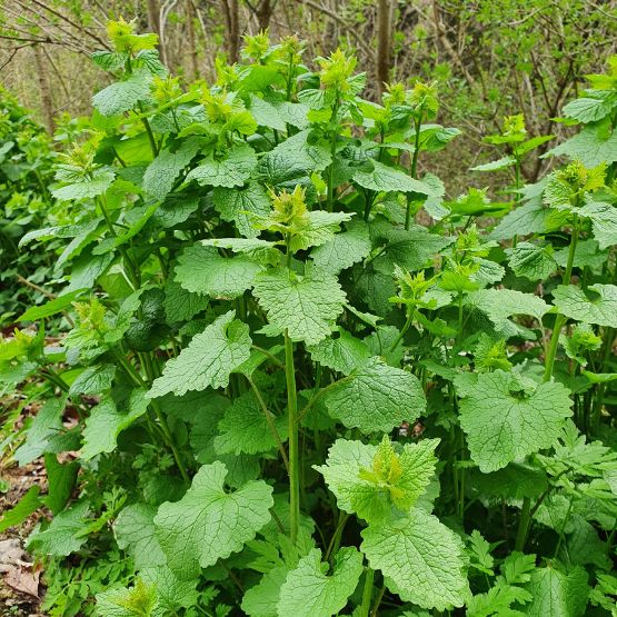 Knoblauchsrauke zweijährig
