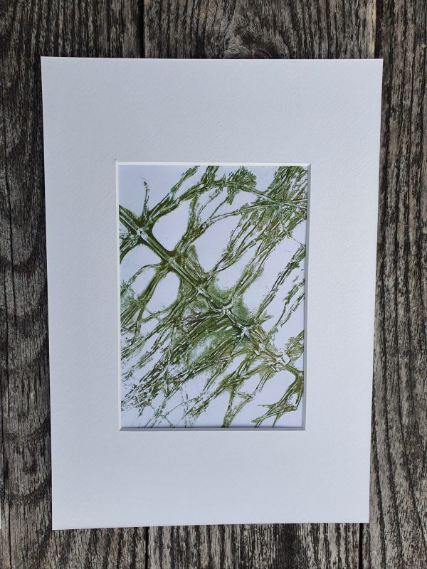 4er SET Schachtelhalm in Grün und weiß. Monoprint auf der Gelplatte in Acryl - Image 2